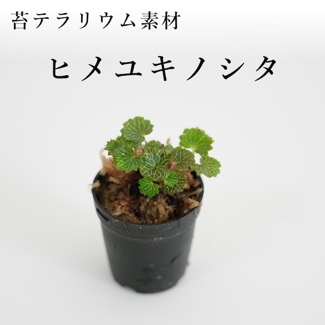 ヒメユキノシタ　苔テラリウム作製用素材