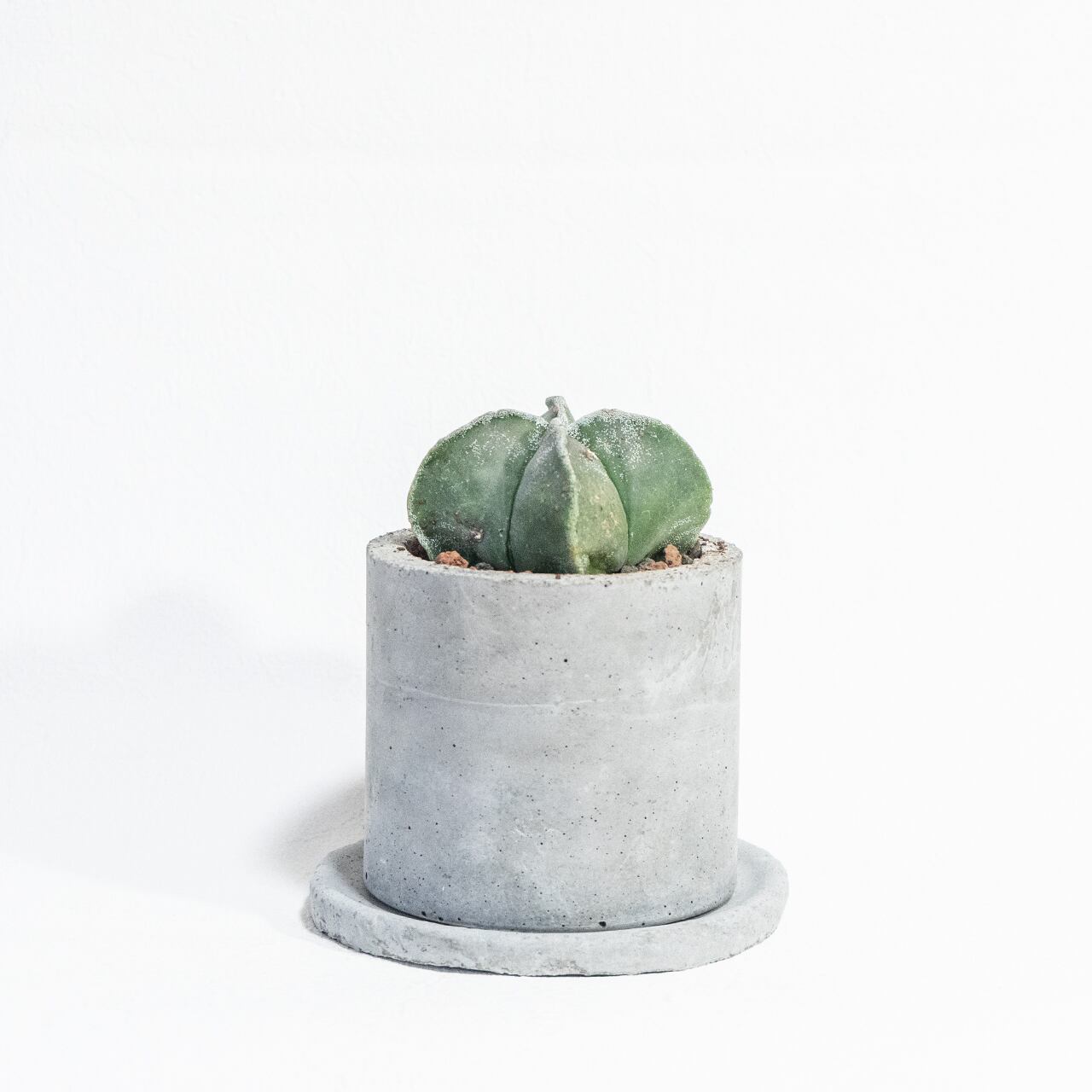 碧瑠璃ランポー玉 アストロフィツム サボテン 幾何学美を楽しむ観葉植物|一つひとつ表情が異なる一点物ハンドメイドモルタル鉢セット【虫発生防止】