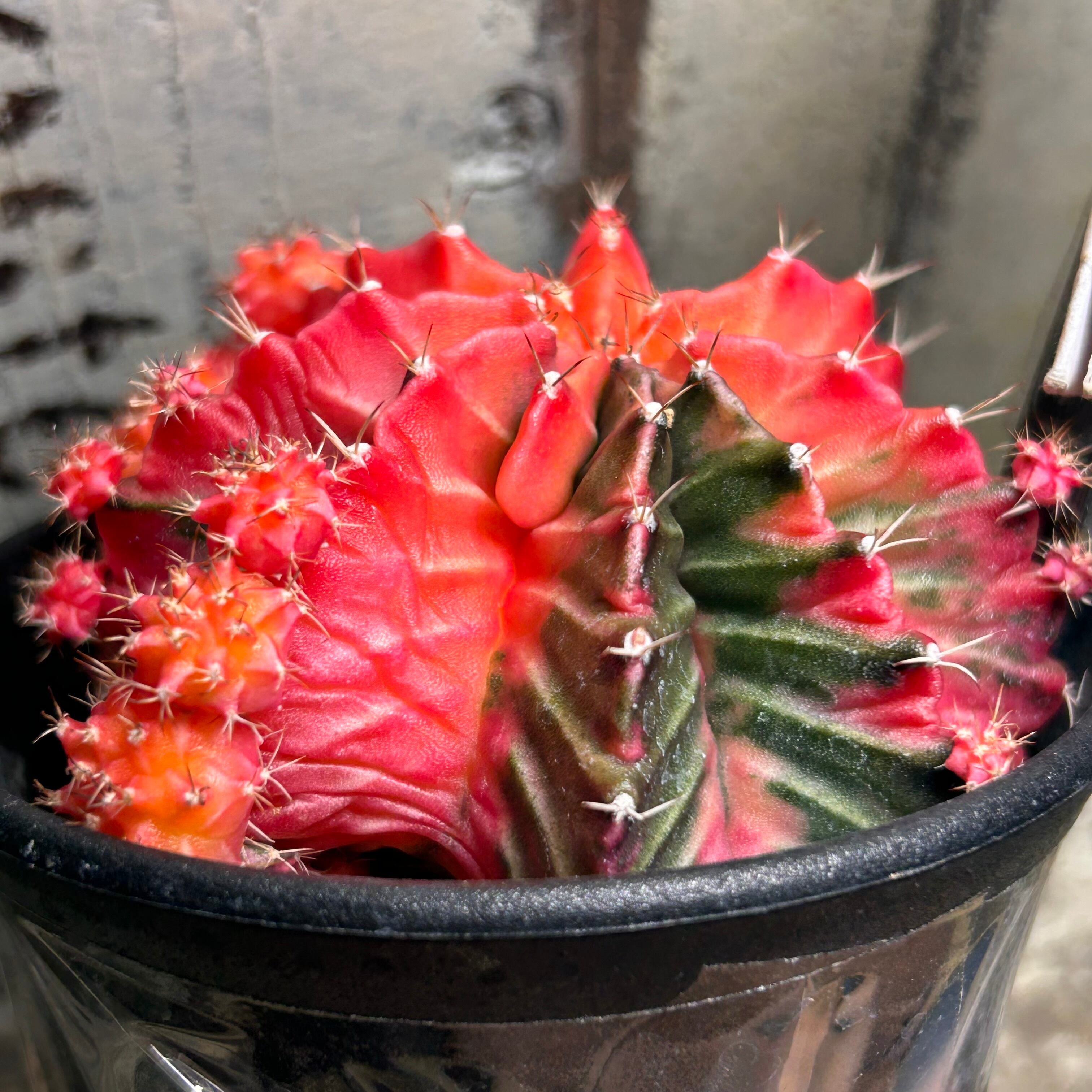 多肉植物　韓国苗　ギムノカリキウム　ミハノビッチT-LUX　発根済み 多肉植物 韓国苗 ギムノカリキウム ミハノビッチT-LUX 発根済み - メルカリ