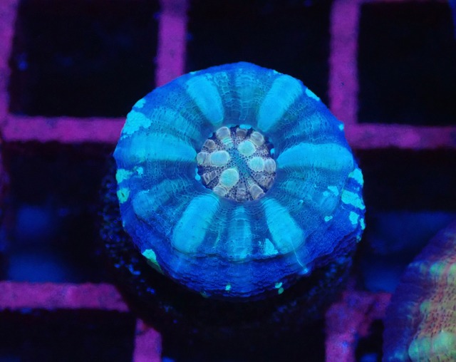 Scolymia Baby "Unique" 6