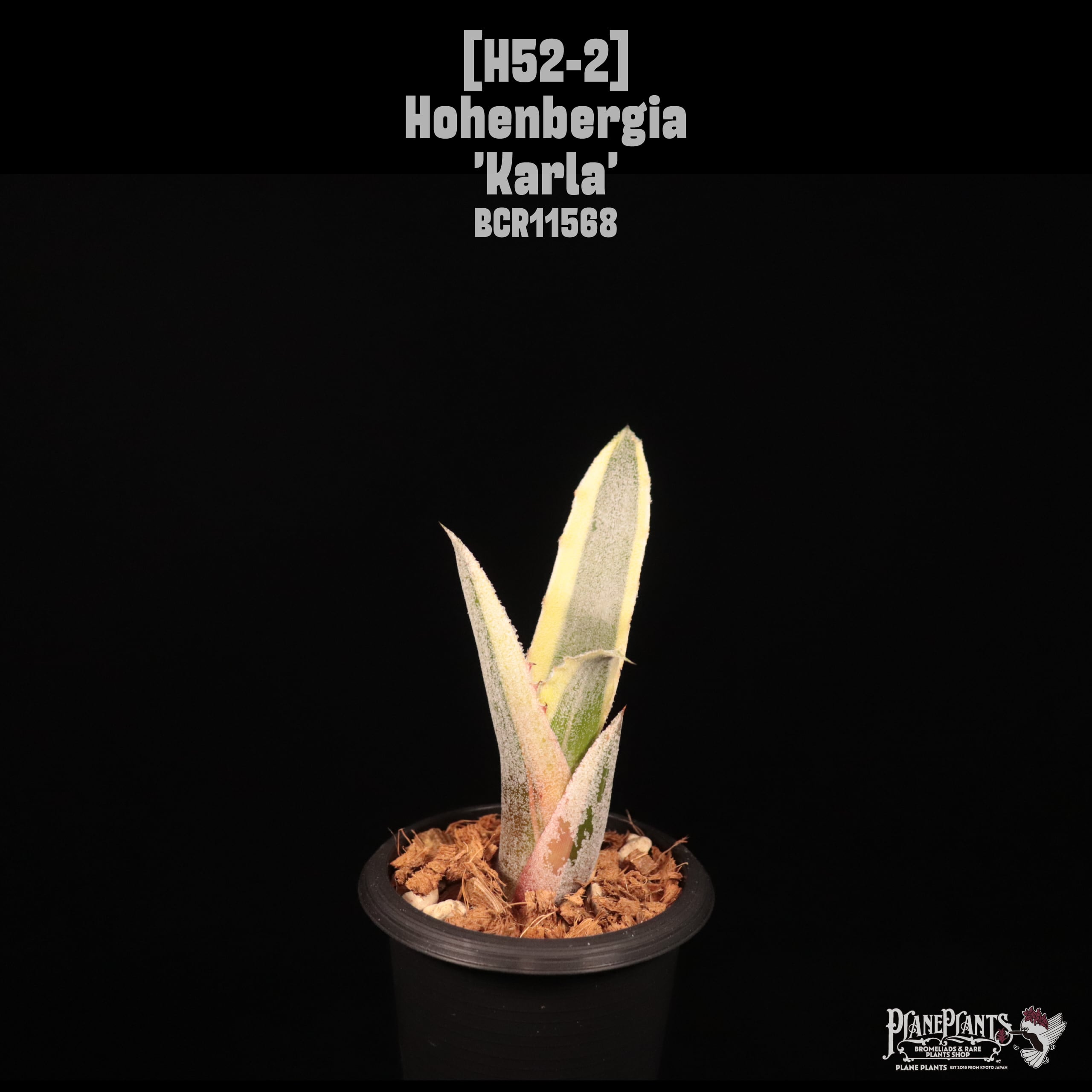 送料無料】 Hohenbergia sp. EB#2023〔ホヘンベルギア〕現品発送H0050