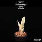 Hohenbergia 'Karla'〔ホヘンベルギア〕H52-2