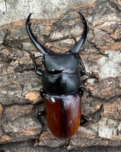 《アローコクワ亜種リエン 74mm ♂♀♀トリオ》