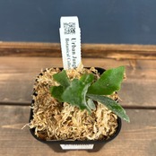 ビカクシダ ウィリンキー 'spur' TC (P.willinckii 'spur' TC)【638】