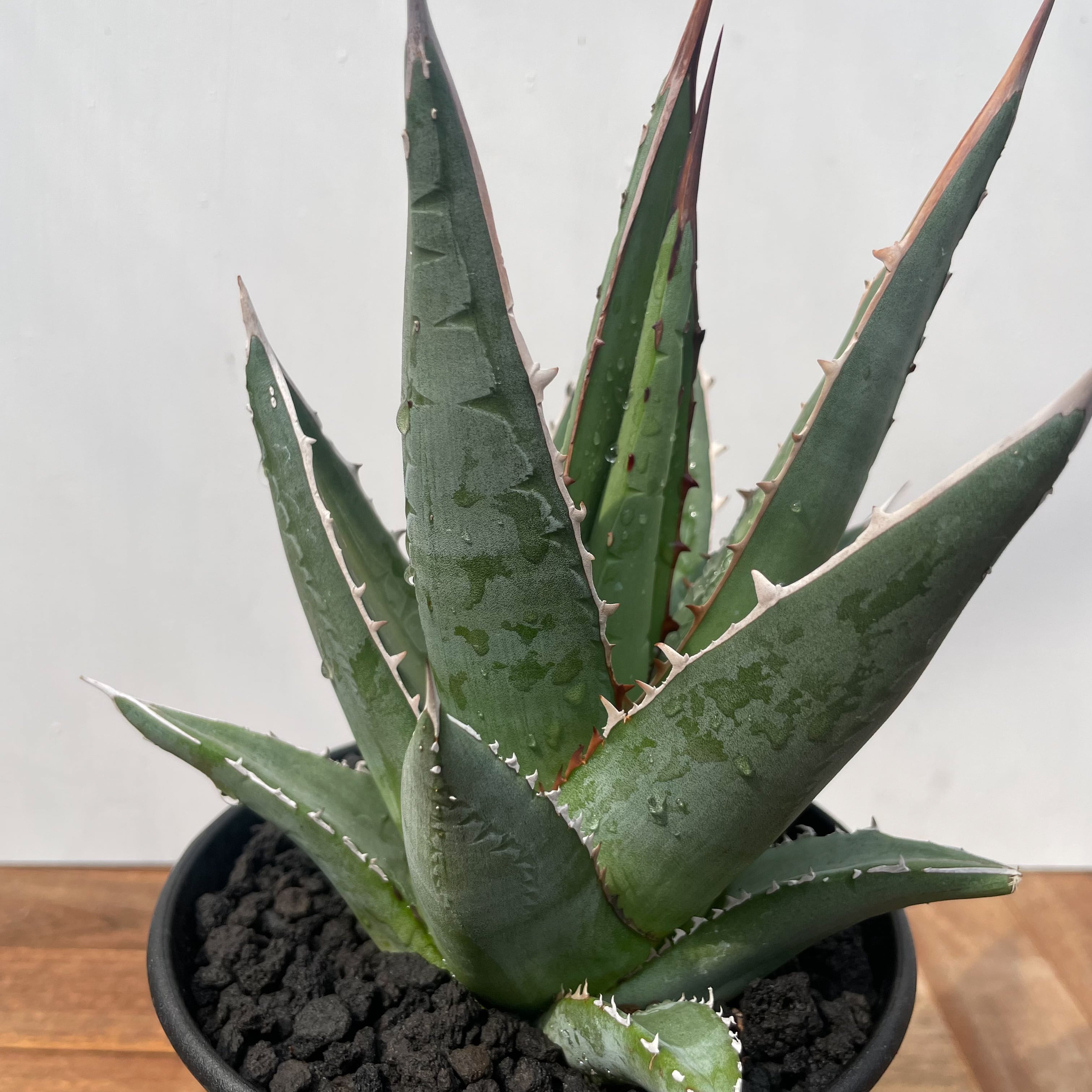 Agave purpusorum【アガベ・パープソラム・帝釈天】 | RIMO'S GREEN