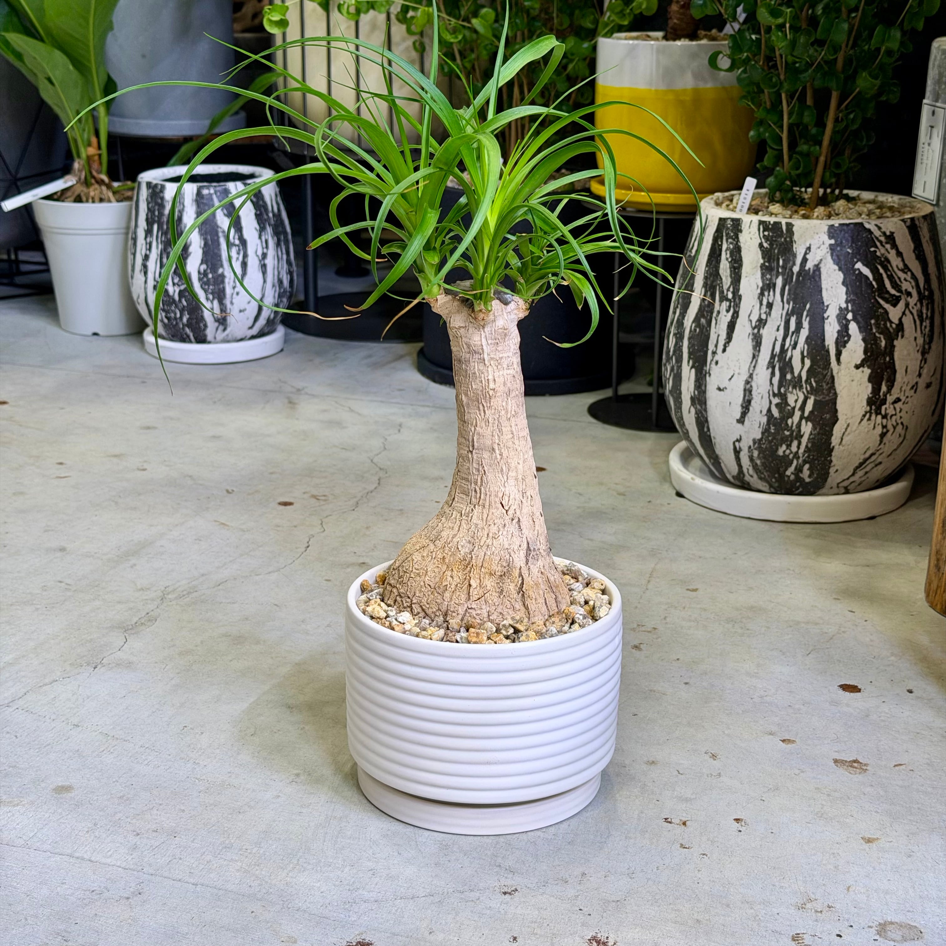 ノリナ・ポニーテール | barrelplants_BONSAI