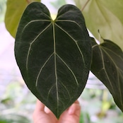 Anthurium 'Black Velvet' × Magnificum / アンスリウム ブラックベルベット×マグニフィカ厶