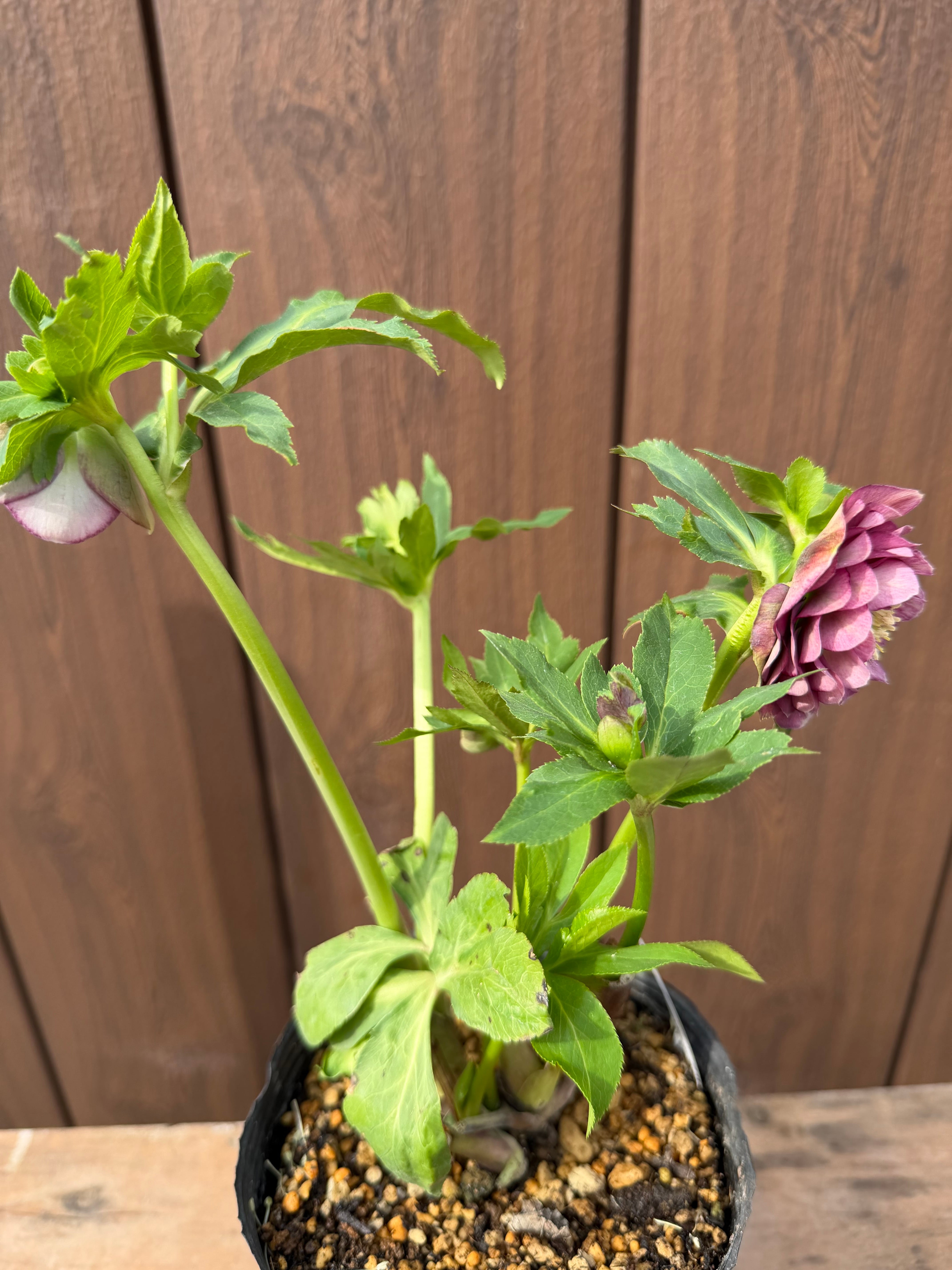 アフロディーテグラデーション ※交配札無し 加藤農園 クリスマスローズ