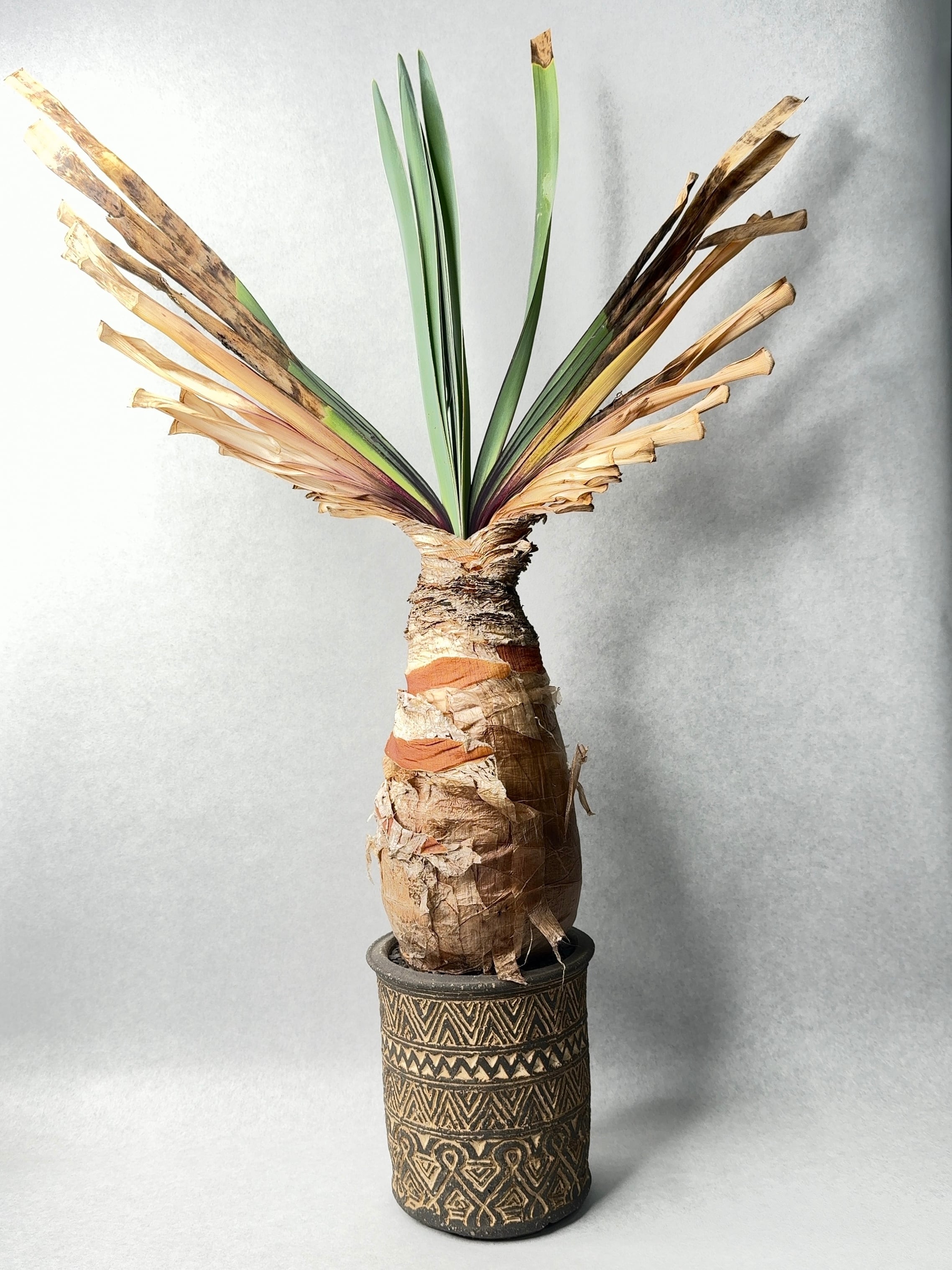 ブーファン・ディスティチャ