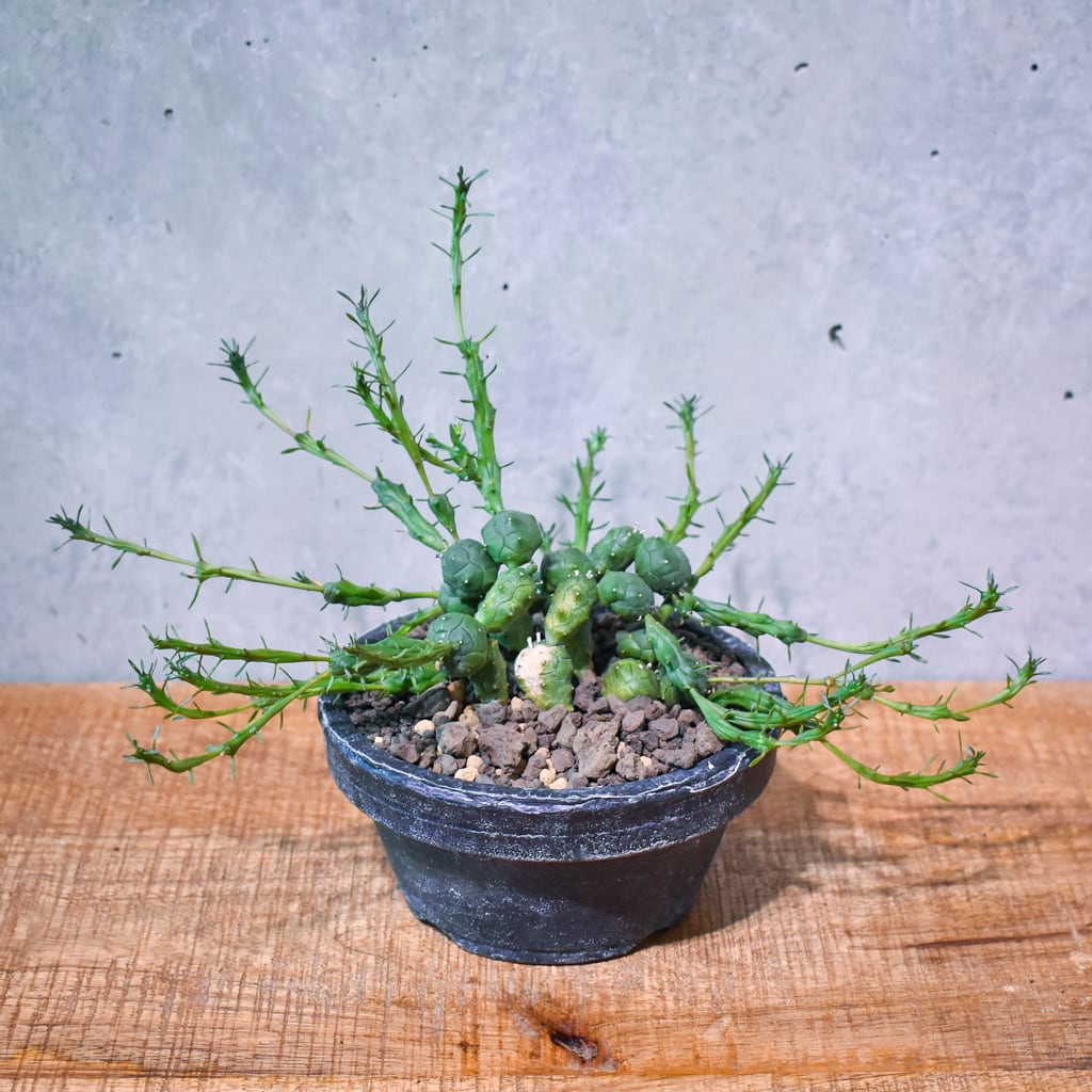 不思議な植物が好きな方へ / ユーフォルビア・グロボーサ | STAND BY 