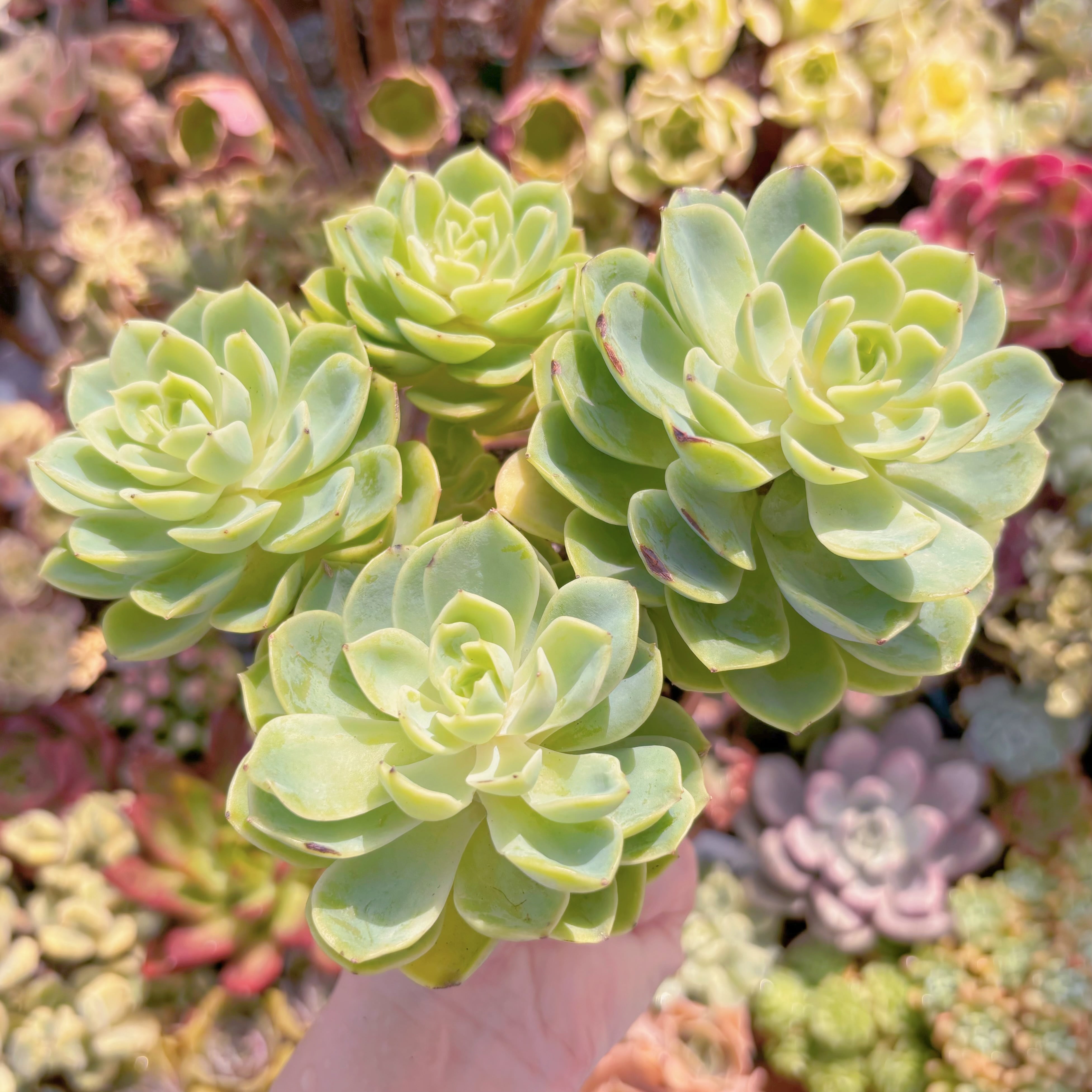 多肉植物 メロン(4〜6頭) 大群生 新入荷 るる農園 | るる農園~多肉植物専門