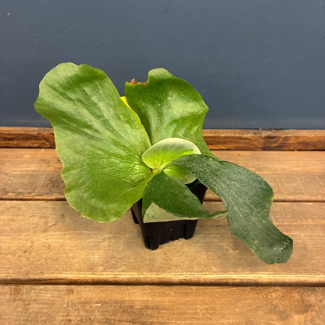ビカクシダ　Platycerium ellisii【823】【再撮影】