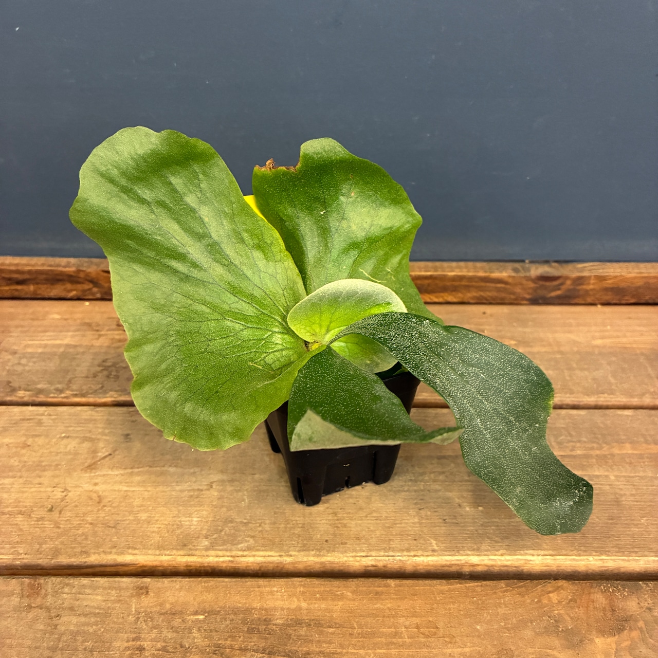 ビカクシダ Platycerium ellisii【823】【再撮影】