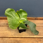ビカクシダ Platycerium ellisii【823】【再撮影】