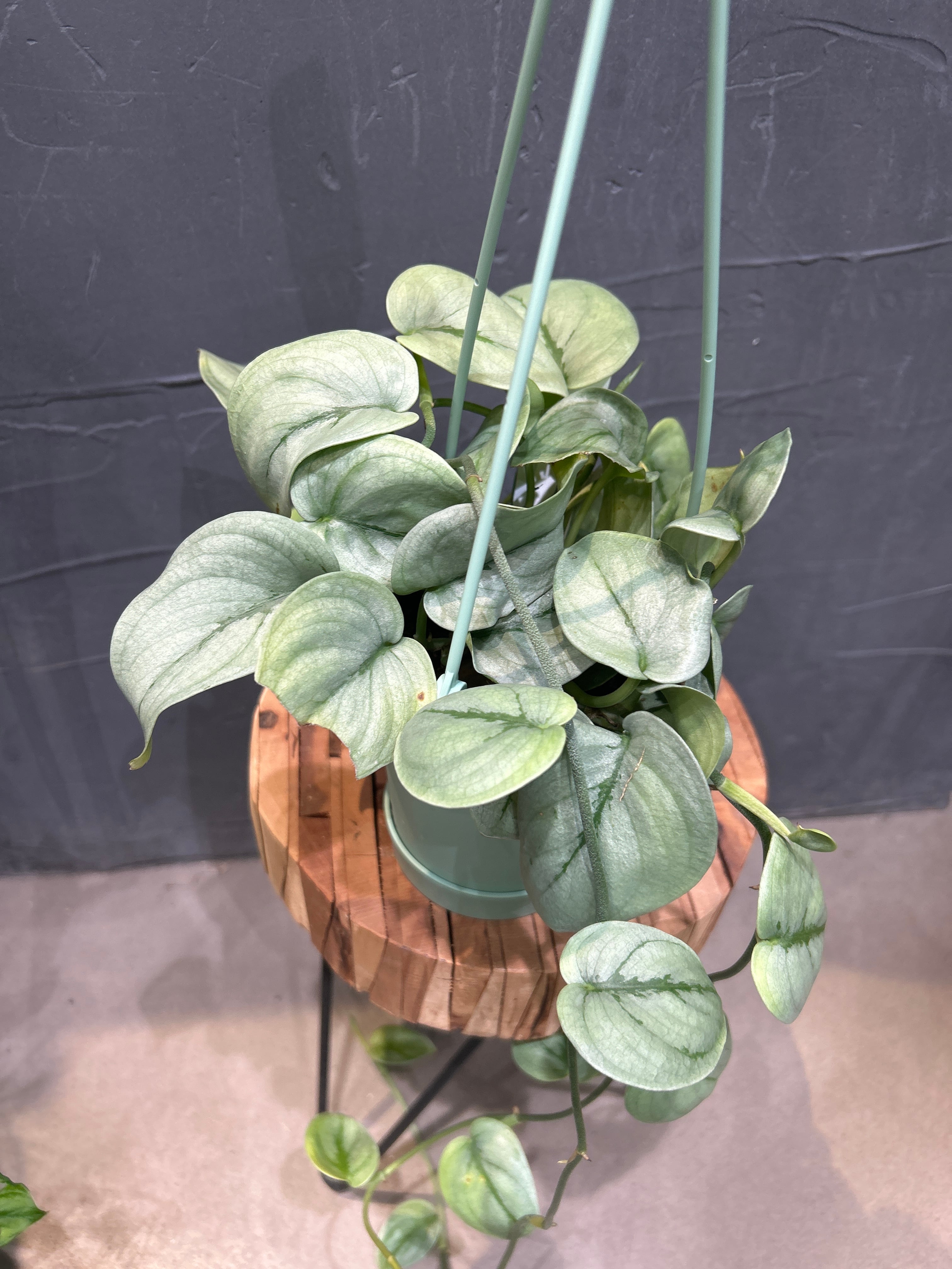 スキンダプサス シルバーヒーロー吊り | MIDORIYA 観葉植物専門店