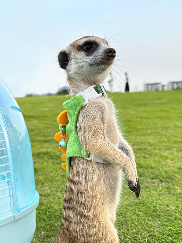 小動物ハーネス、パンツ ショウガラゴ、コモン、ミーア