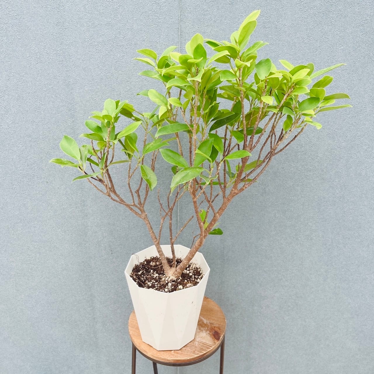 現品］【希少】96番 黄金ガジュマル 5号 観葉植物 室内 レア ゴムの木