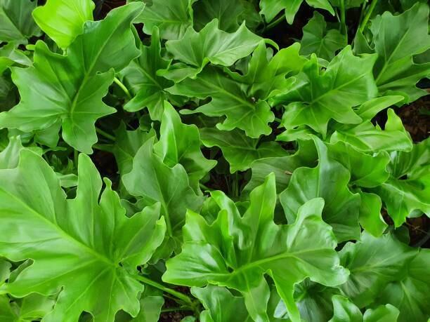 P. Maserati ビカクシダ マセラティ 子株 ♪コウモリラン♪インテリア