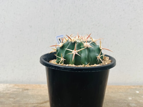 Echinocactus texensis　エキノカクタス　綾波　サボテン