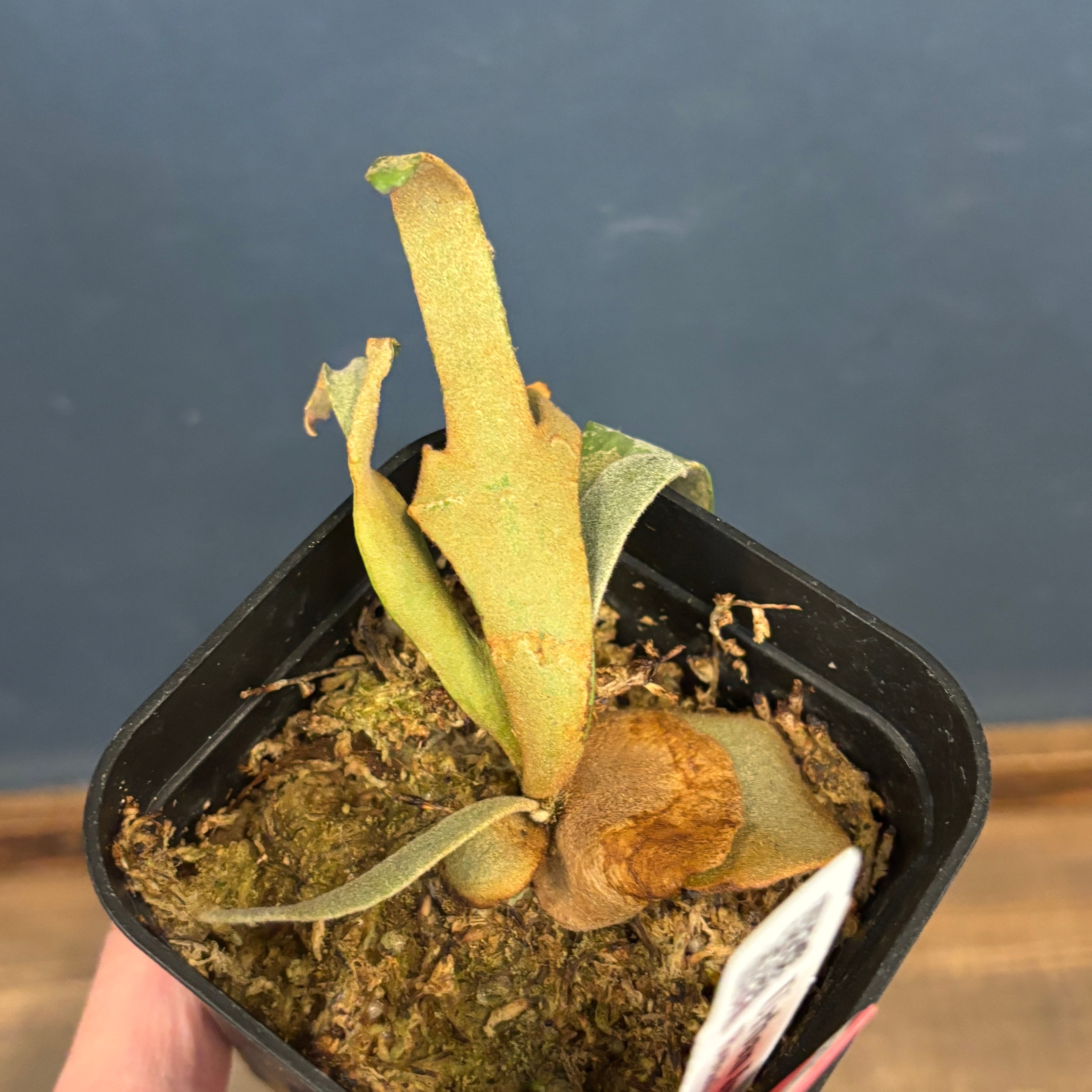 クリアランス】ビカクシダ ジェイドガール P. willinckii 'Jade Girl