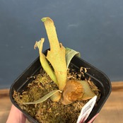 【クリアランス】ビカクシダ　ジェイドガール　P. willinckii 'Jade Girl' spore【706】