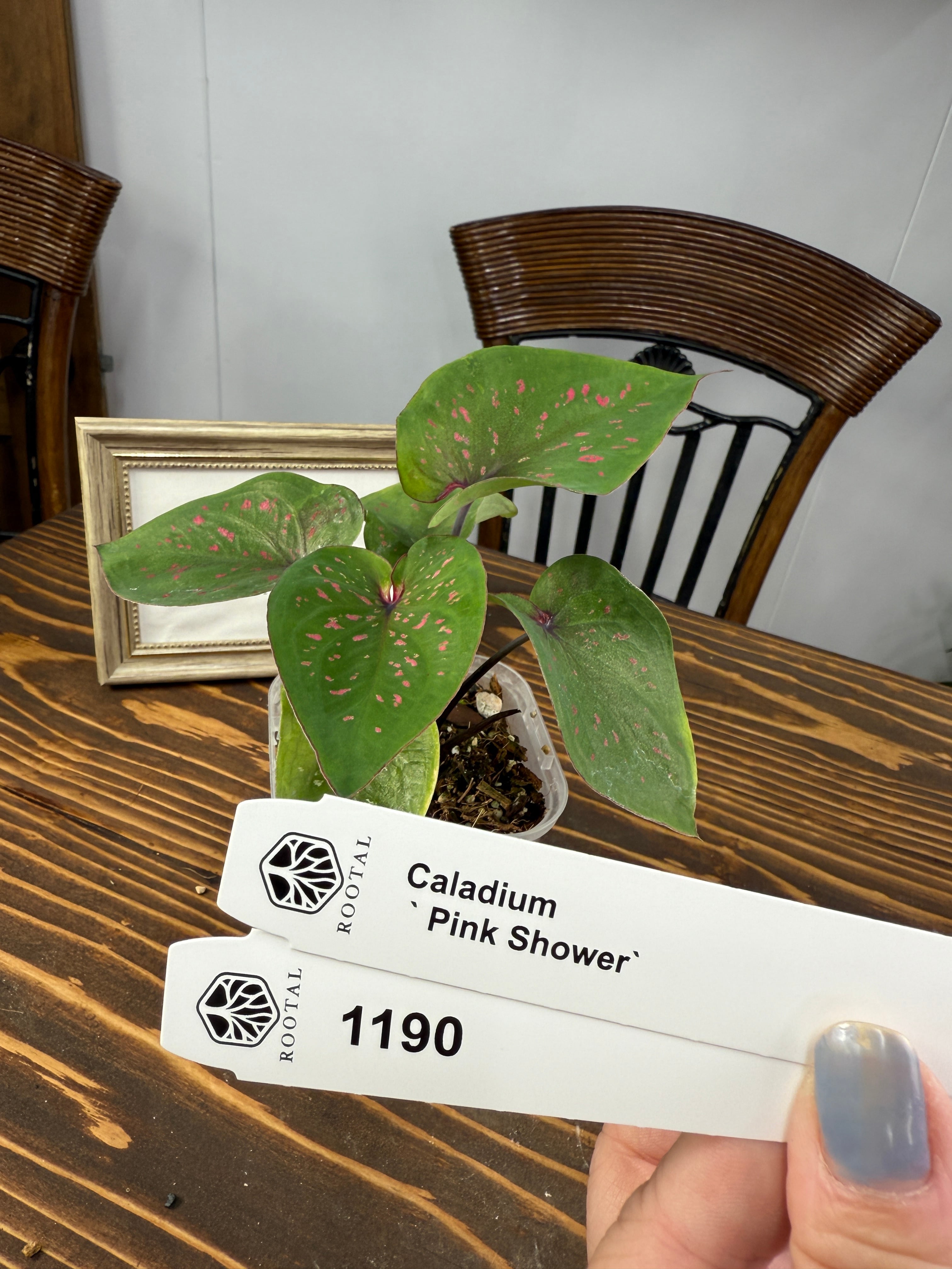 ★1190【桜吹雪】カラジウム ピンクシャワー(9cm硬質ポット)