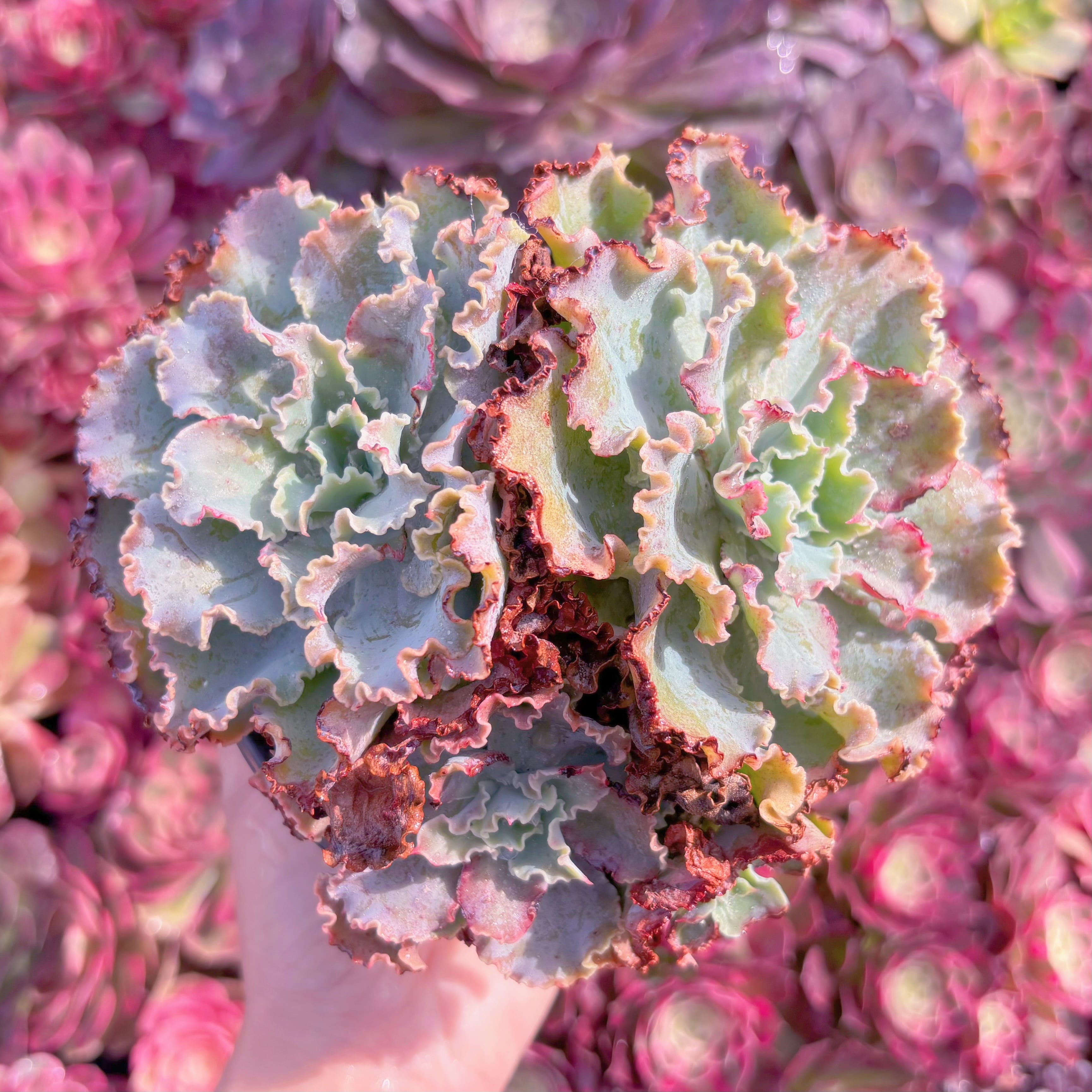 現品　Blue Curls#K410　大群生　新入荷　るる農園