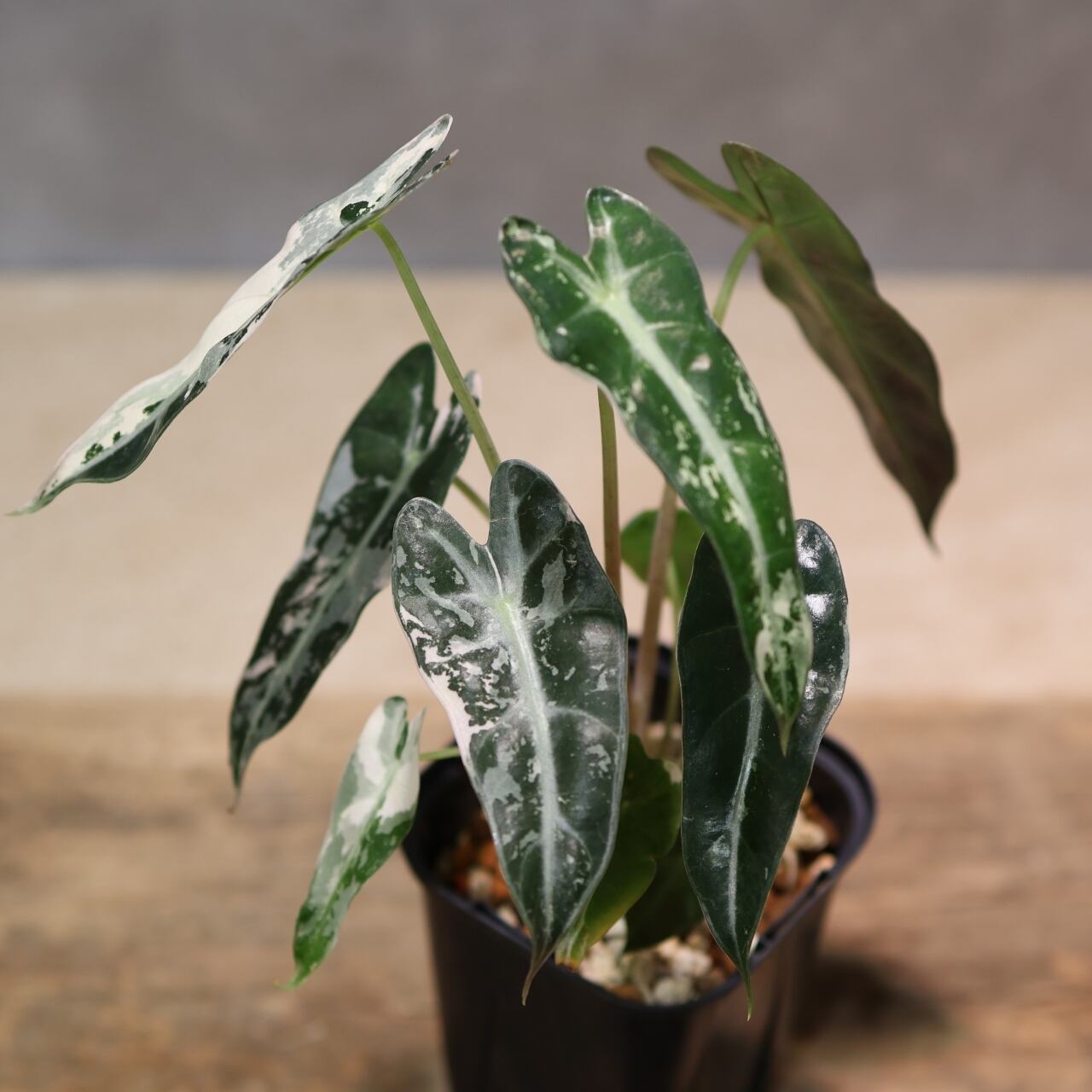 326 極彩の世界『アロカシア Alocasia bambino pink variegata』観葉