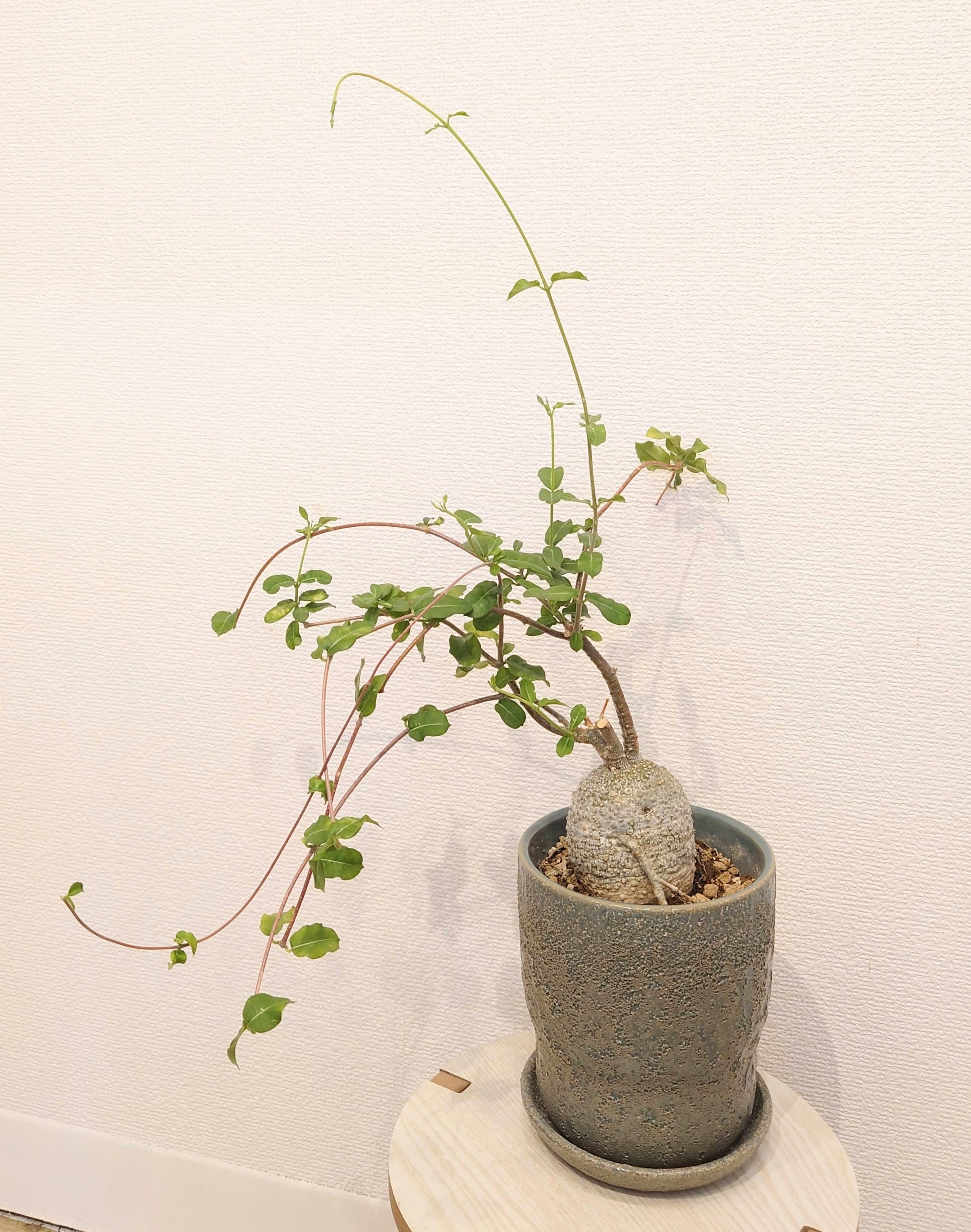 no,①珍奇植物！エデュリス　(火星人) 塊根植物　陶器鉢付き！観葉植物 フォケア・エデュリス 火星人 | PLANTSHUSET