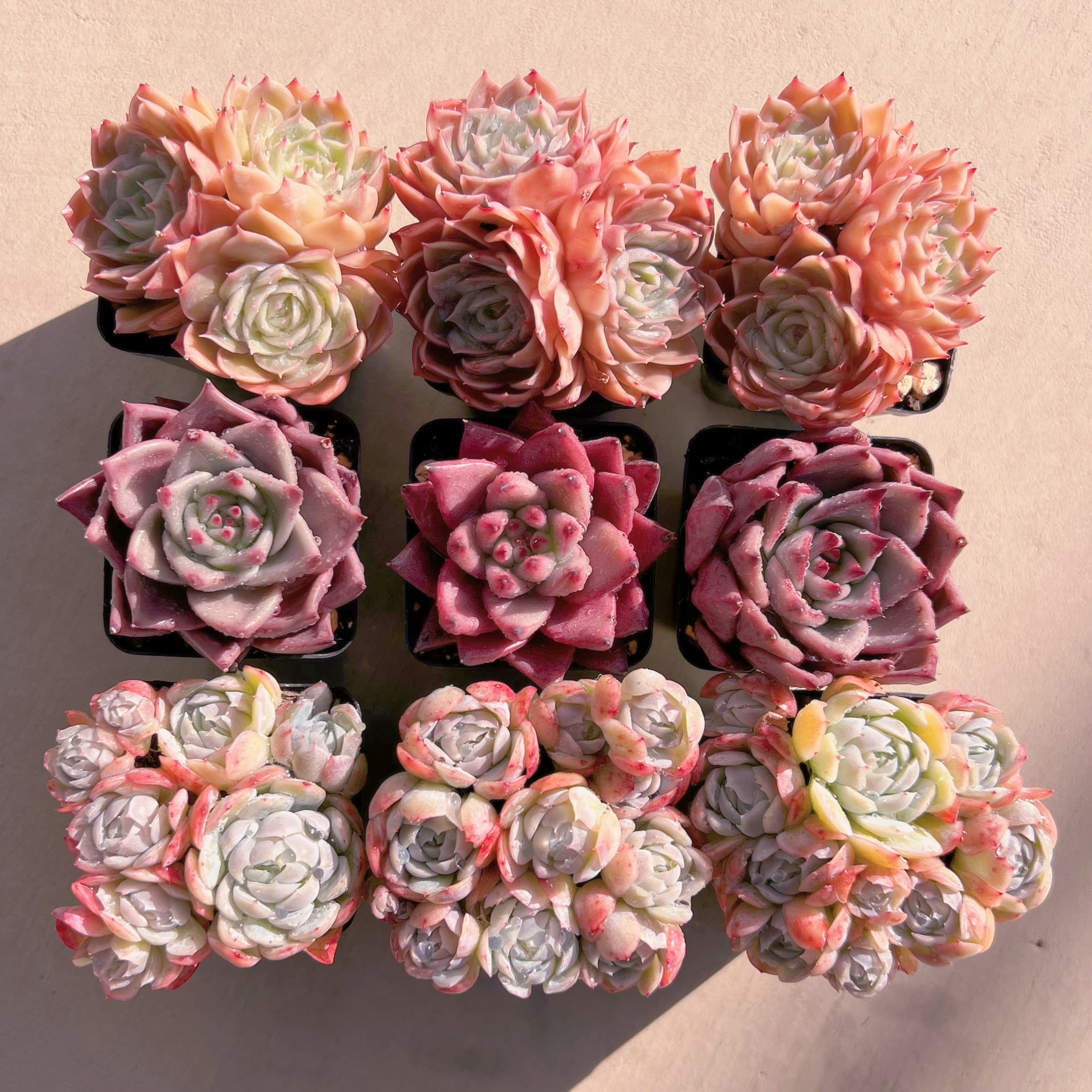 BASE販売会セットO