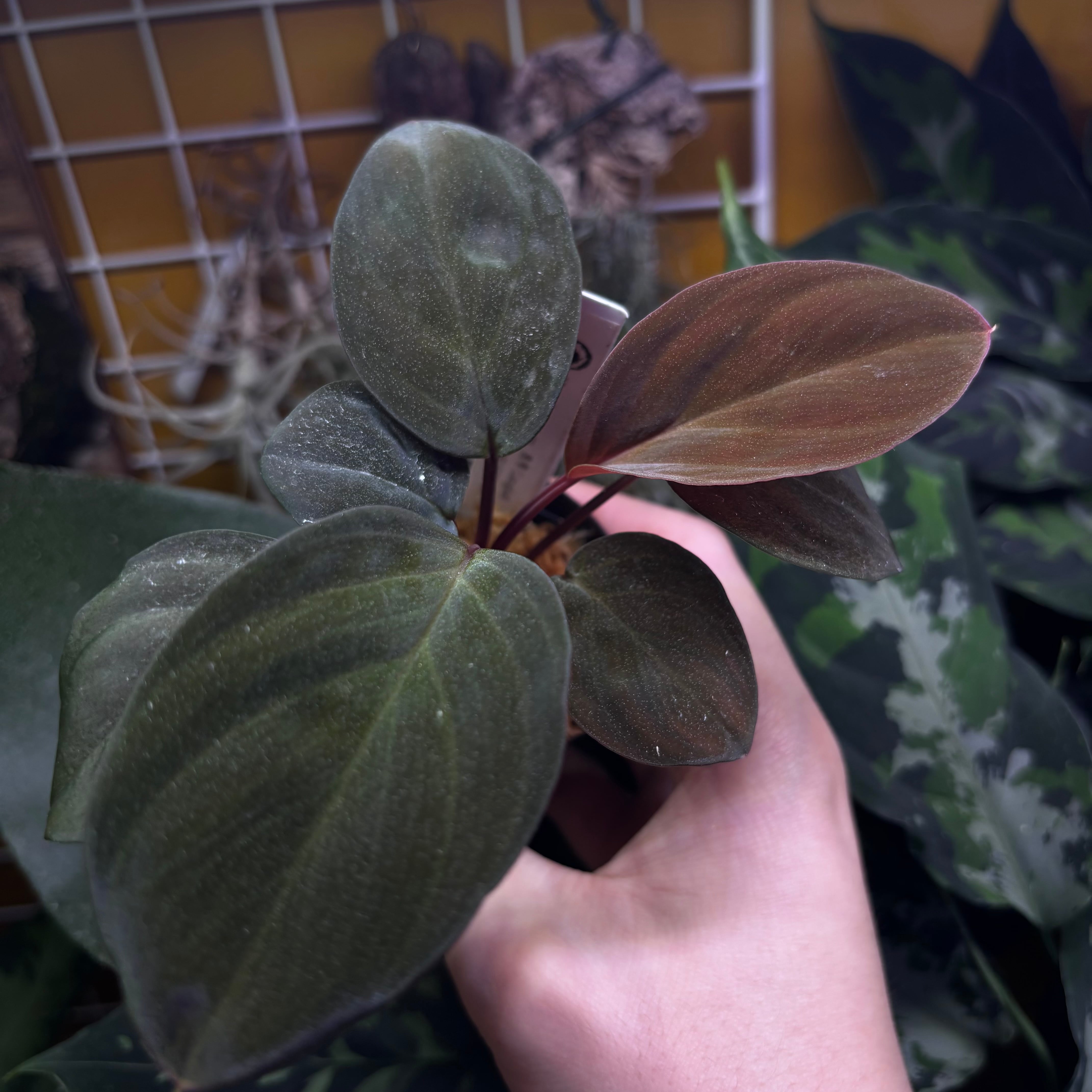 Homalomena sp. 黒雫 from Langkat Sumatera Homalomena sp. 黒雫 Langkat Sumatera Utara 【ZOE0525-1p】② | 熱帯