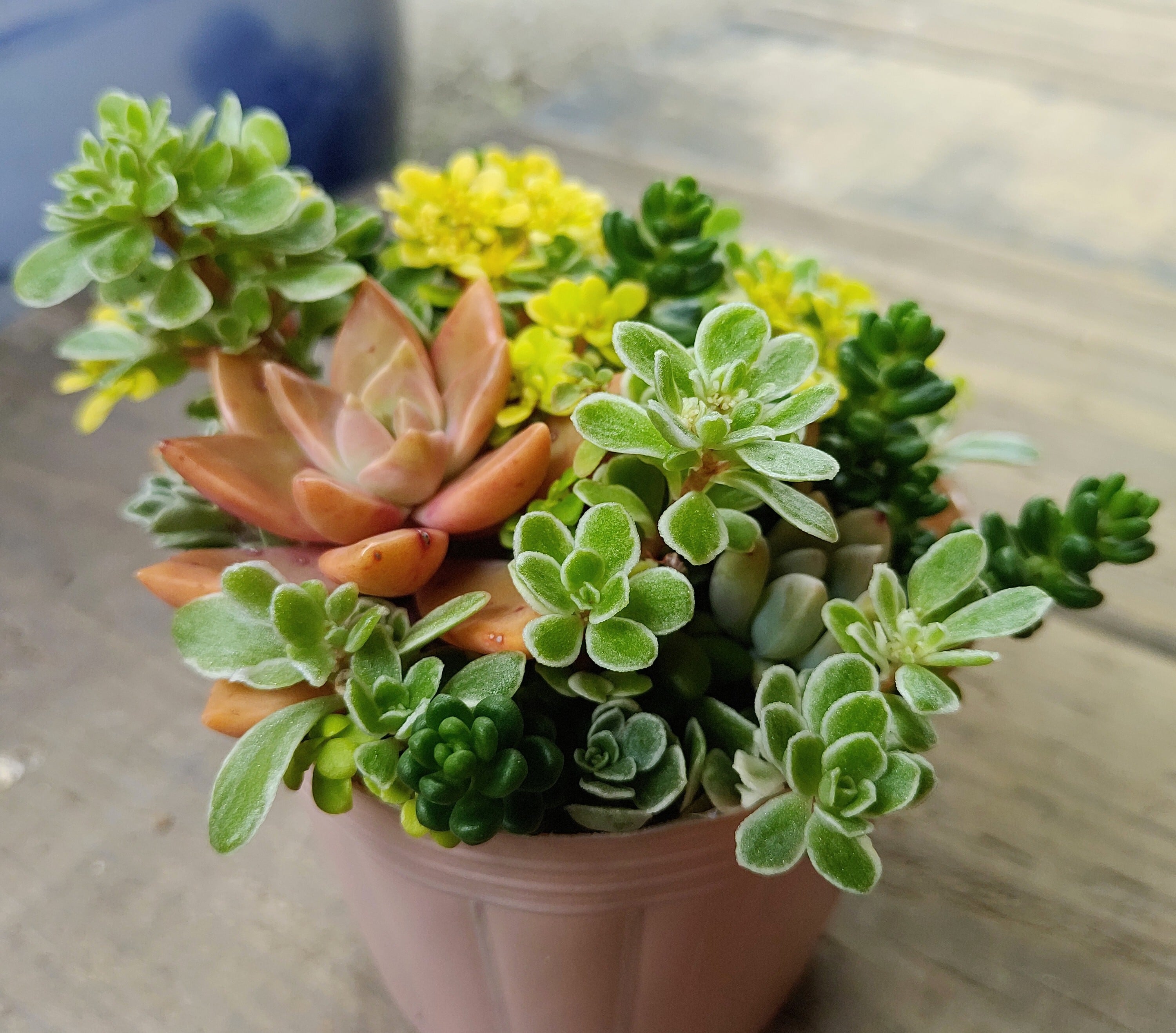 多肉寄せ植え | RuPo 多肉植物専門店