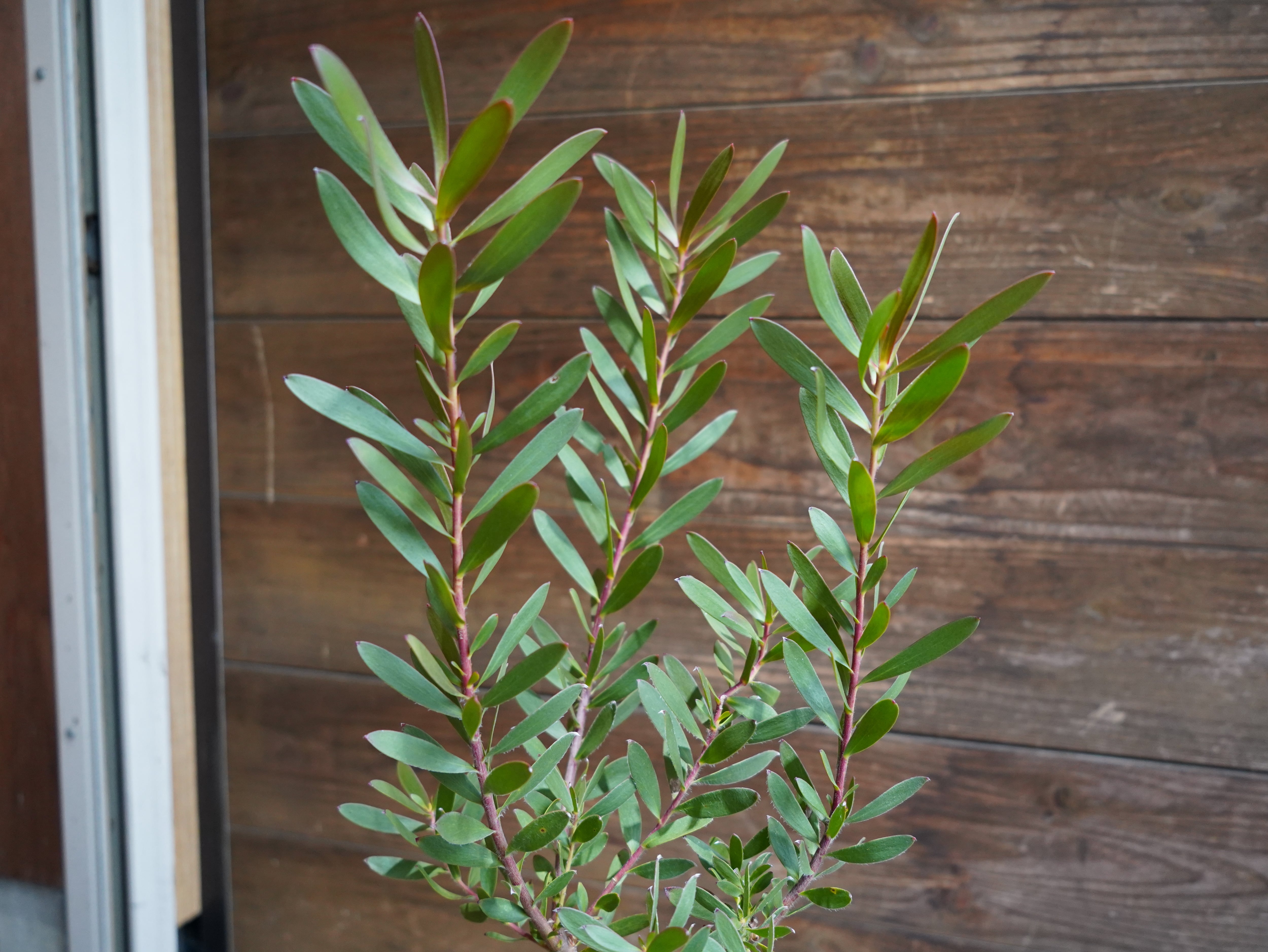 【現物】リューカデンドロン　”Red Gem”