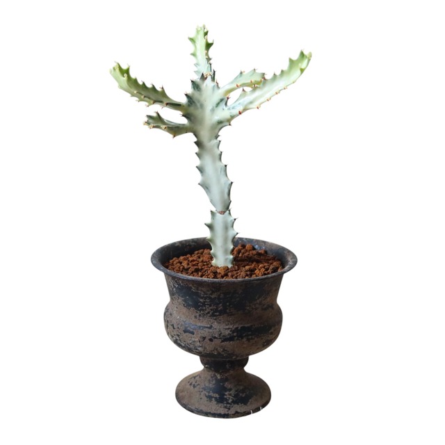 ホワイトゴースト（40cm）