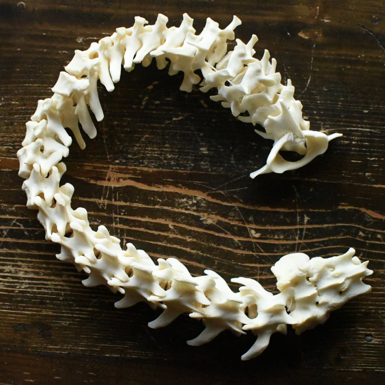 ツキノワグマの左手の骨格標本 | ほねとはね ONLINE SHOP