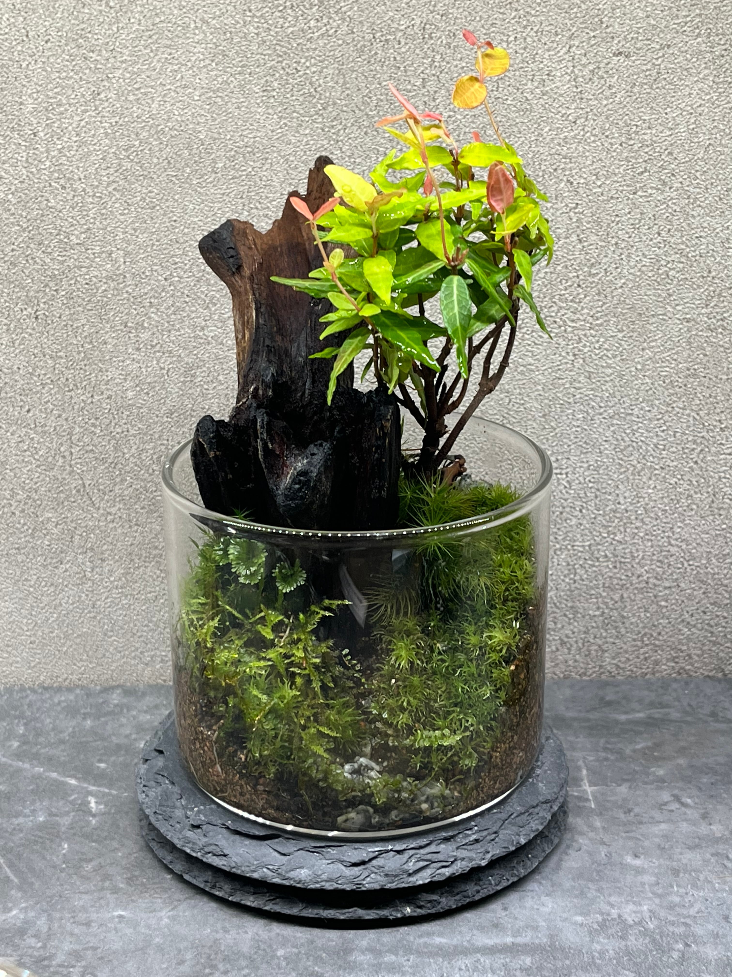 専用出品〉 レンガ道の苔テラリウム+黒猫フィギュア | theonlyone