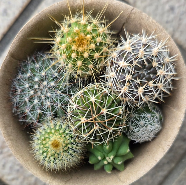 ミニサボテン7品種set　4