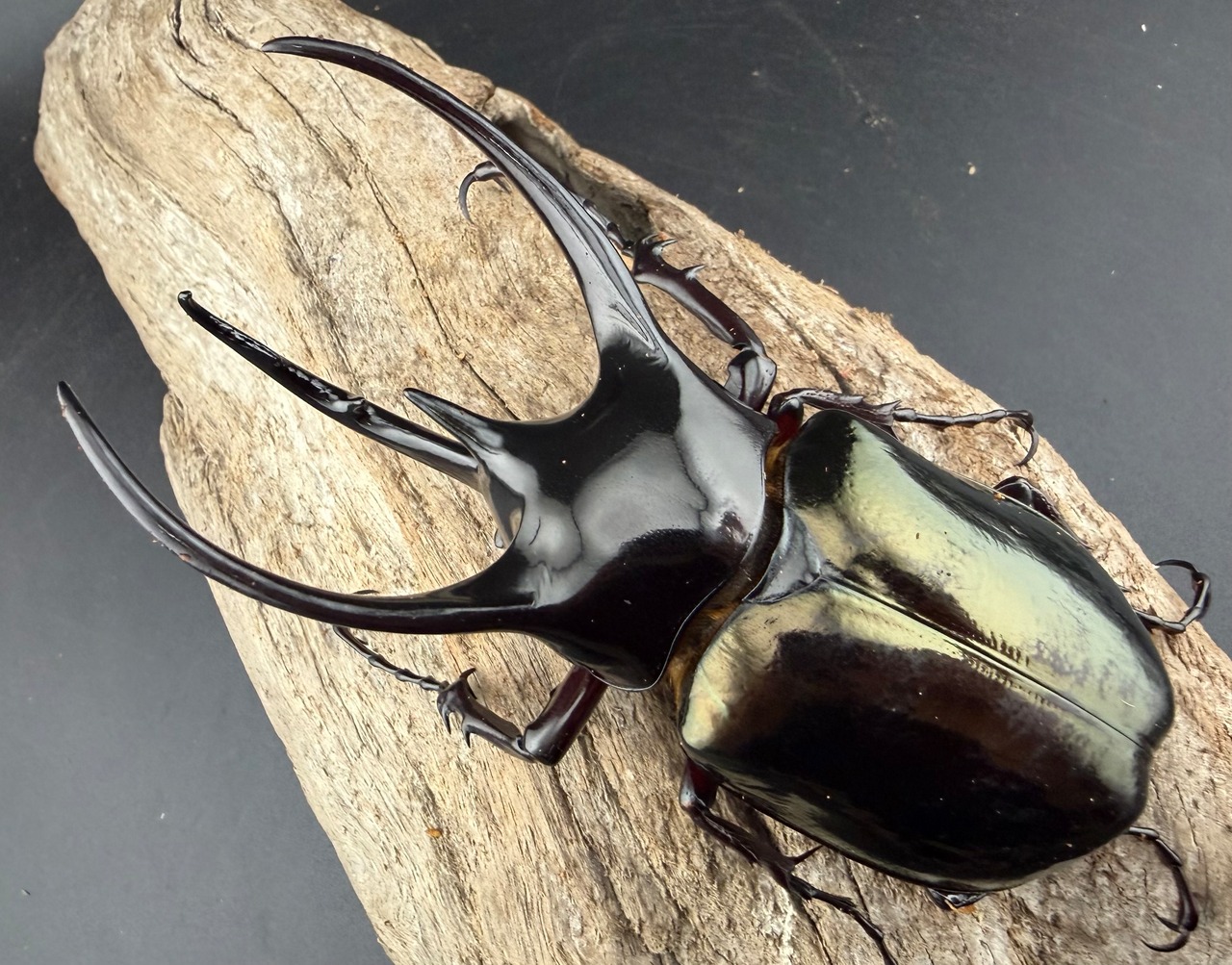 【WD】《ジャワコーカサスオオカブト 103mm ペア》