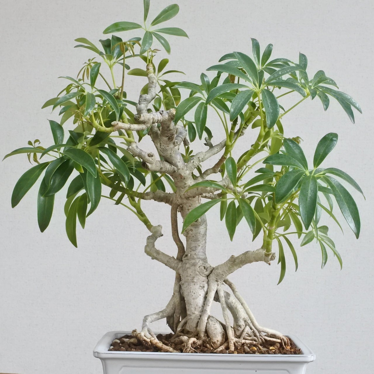 観葉植物＞根上シェフレラ ＜S3＞ | BONSAI 鉄と山 | Garden Times