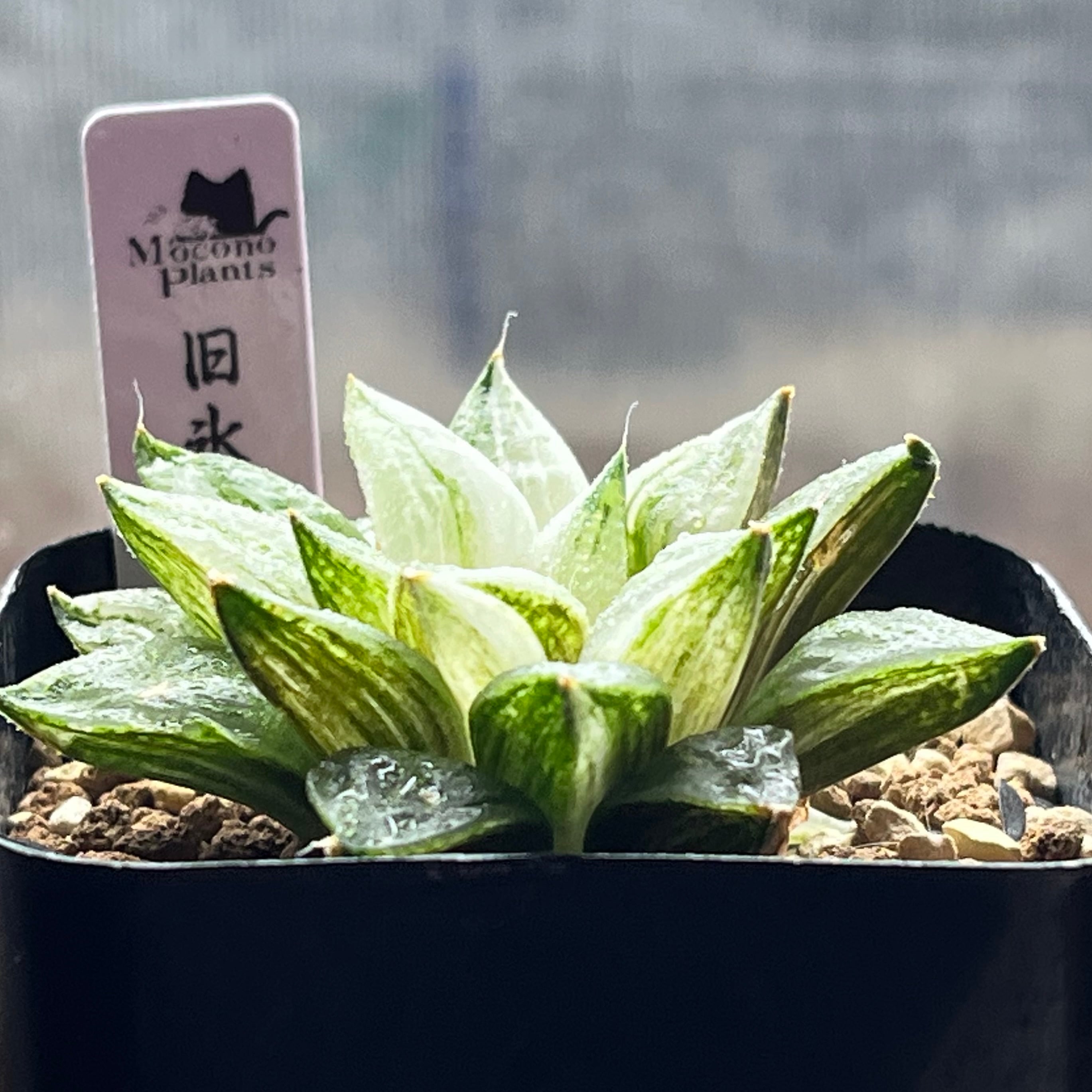 ハオルチア 旧氷砂糖(子株付き) | mocono_plants
