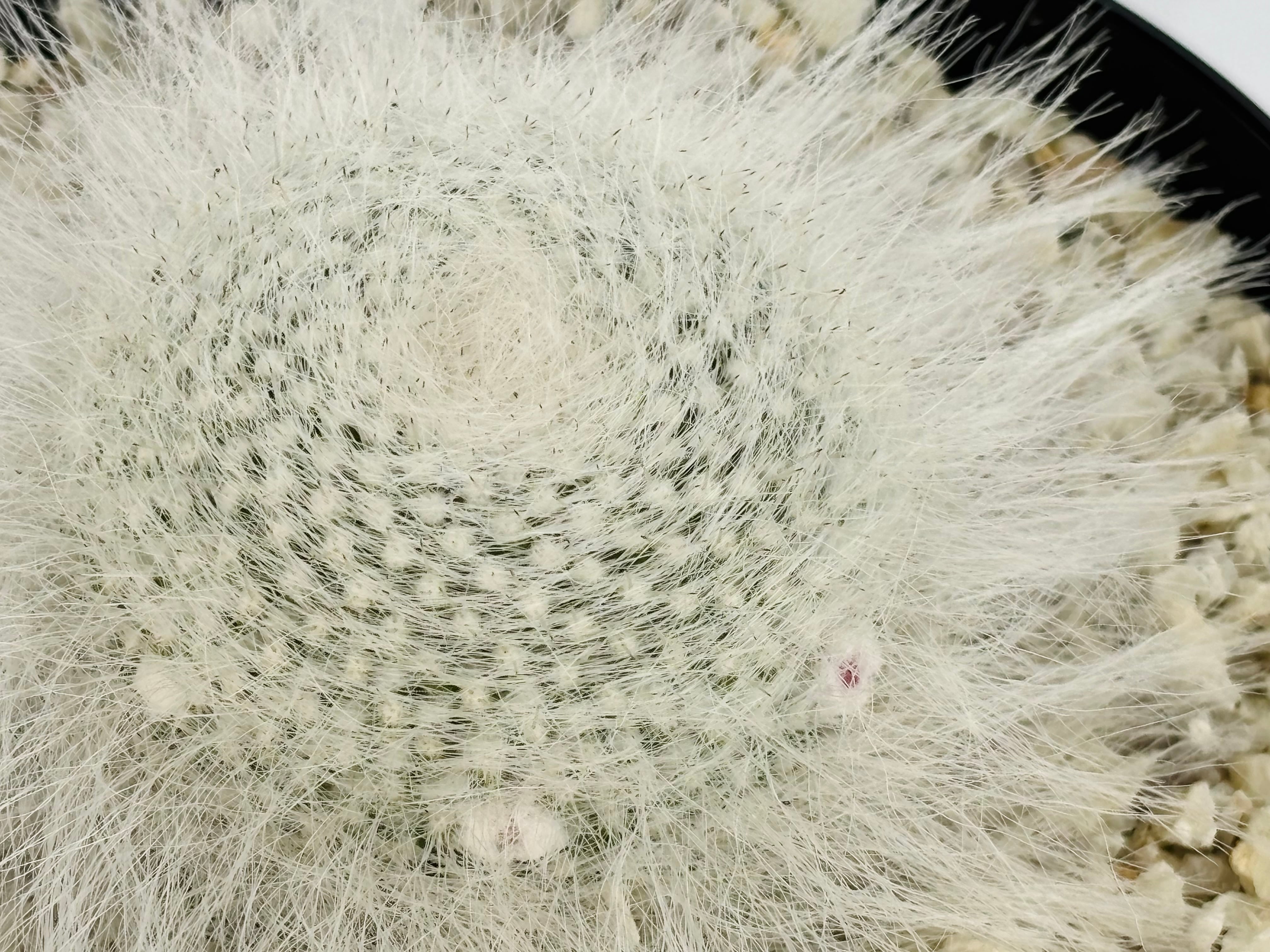 Mammillaria hahniana f. lanata マミラリア 玉翁殿 サボテン | plants