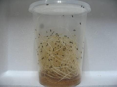 トリニドショウジョウバエ【フライトレス・両生類・肉食昆虫の餌 トリニドショウジョウバエ【フライトレス・両生類・肉食昆虫の餌