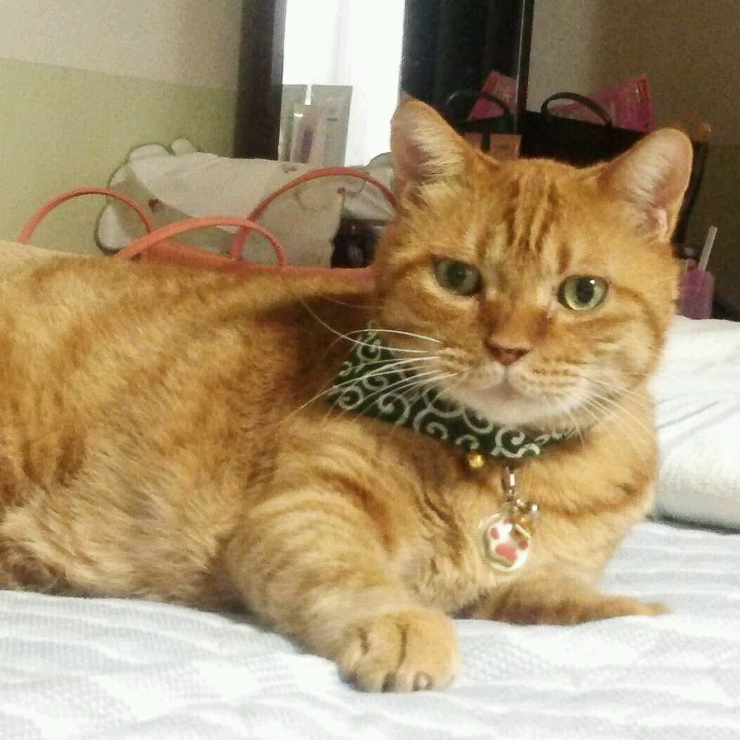 三毛猫ハスラー様 リクエスト 2点 まとめ商品 山P様 リクエスト 2点 まとめ商品 - メルカリ