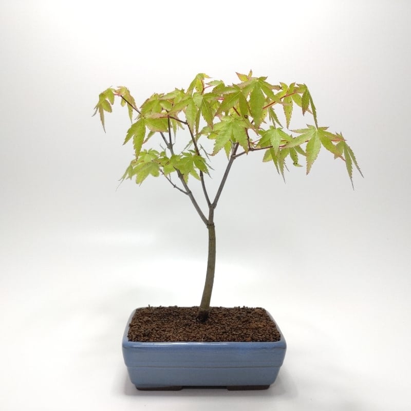寒樹瓜膚楓（ウリハダカエデ）盆栽 SS003 瓜膚楓（ウリハダカエデ）盆栽 SS003 | 盆栽創【Bonsaisou】