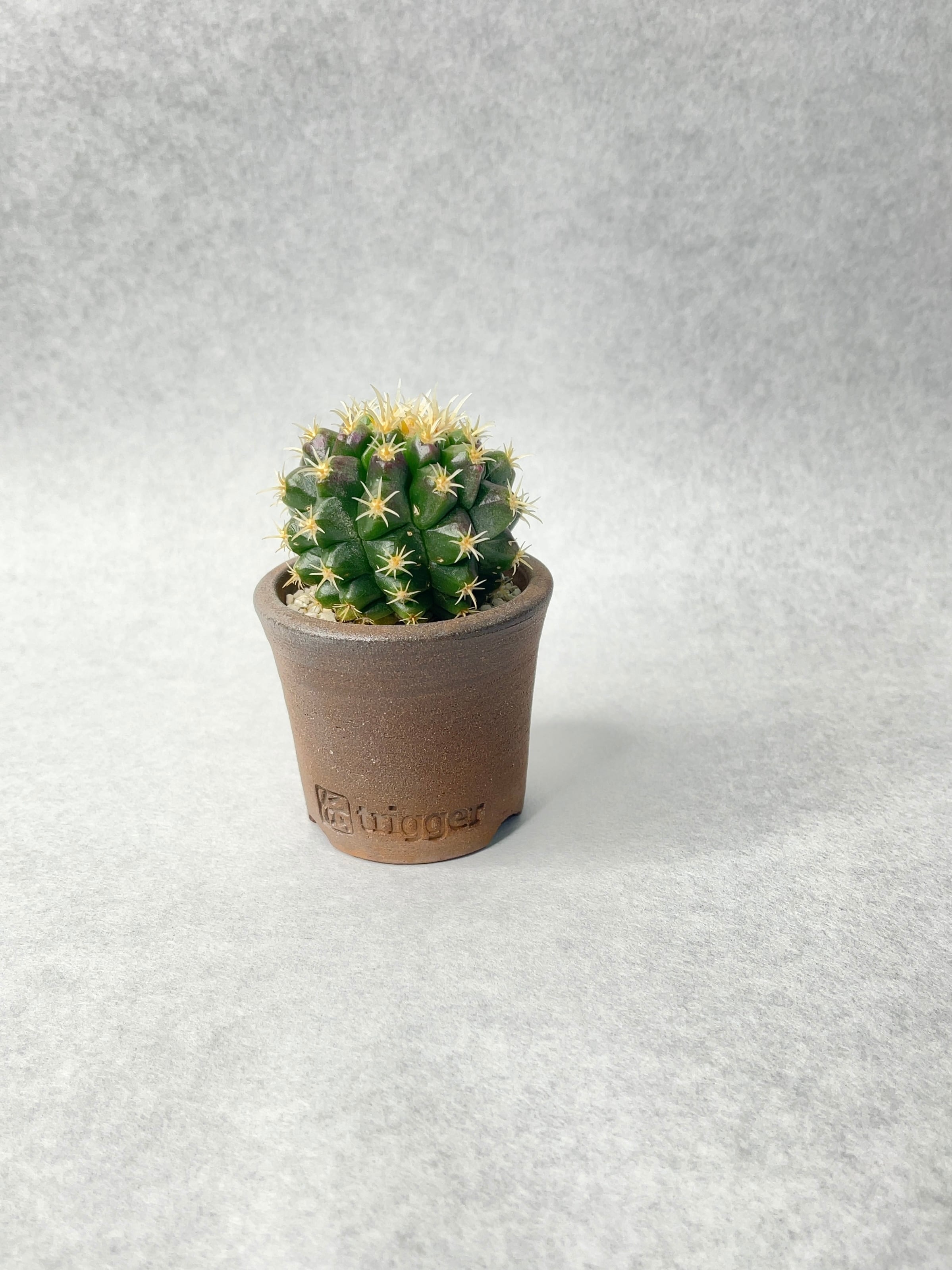 エキノカクタス・刺なし金鯱 | trigger