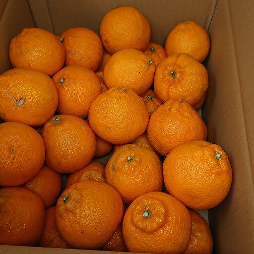 ☆熊本県天草産 小玉 不知火（デコポンとして有名）5キロ MからSの