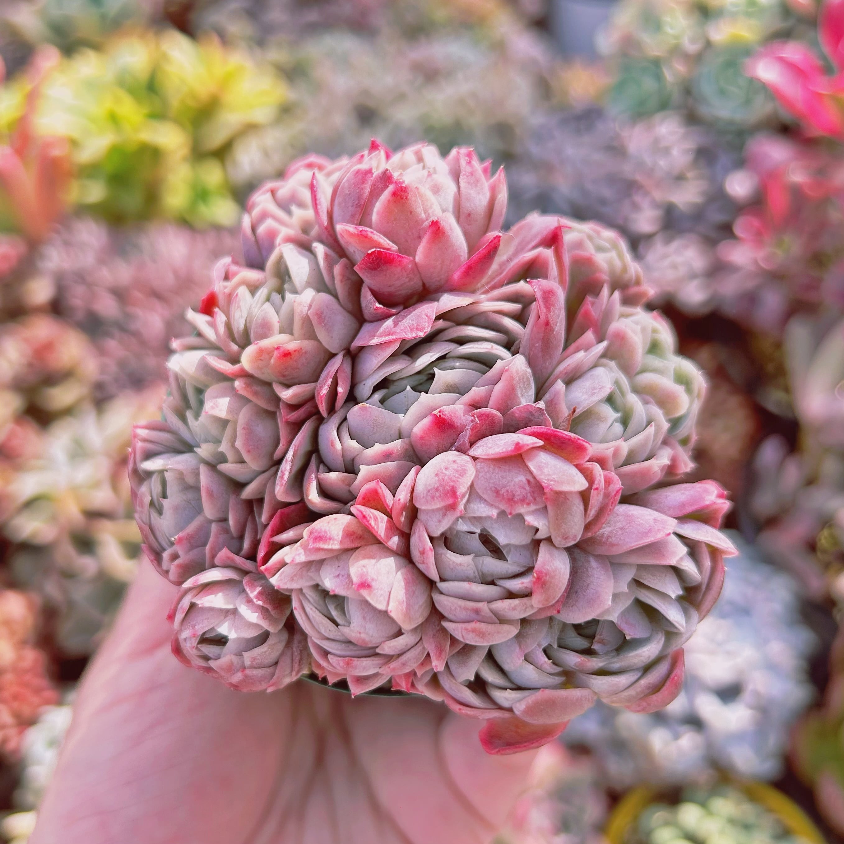 725現物 多肉植物 ラズベリーアイス | るる農園~多肉植物専門