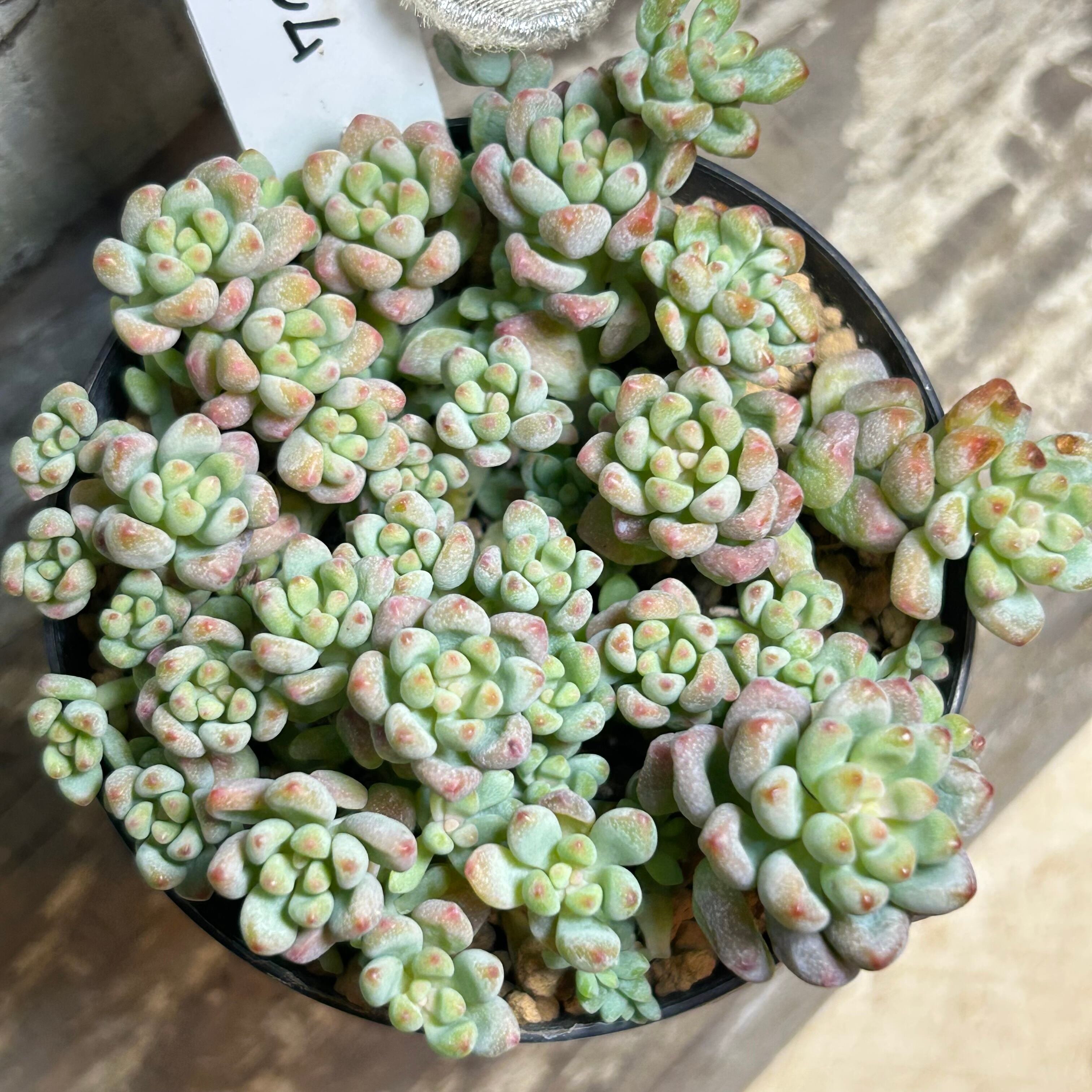 パキフィツム | RuPo 多肉植物専門店