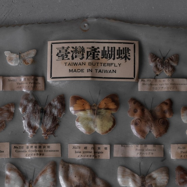 Butterfly specimens
