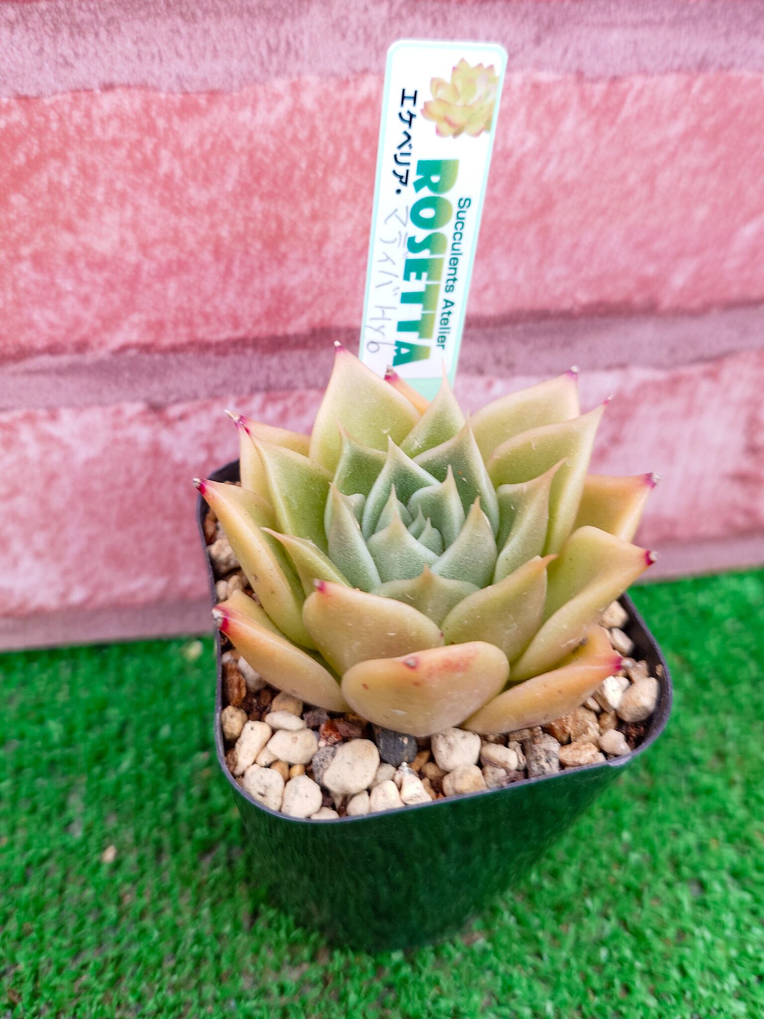 多肉植物 マディバhyb 抜き苗（韓国苗） （All products – tagged 